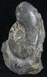 Polished Cretaceous Ammonite With Stone Base #35313-2